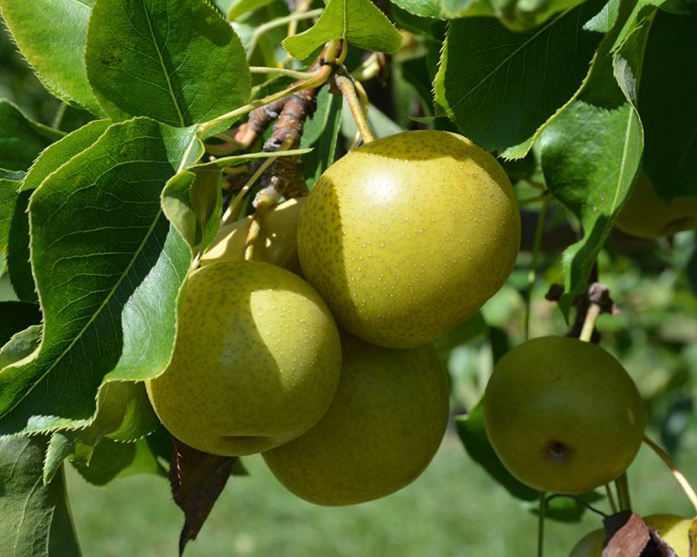 Pick your own CT Lyman Orchards Rated Best Farm