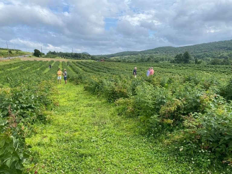 Pick Your Own Raspberry Farm in CT | Lyman Orchards