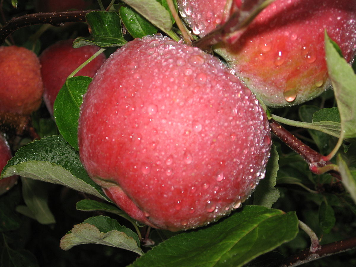 If you're looking for a wholesome, memorable, and affordable family outing,  pick-your-own apples at Lyman Orchards is well worth the trip and a whole  lot more!