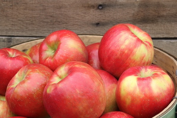 McIntosh apples 🍎 🌳 Unveil the secrets of this popular variety