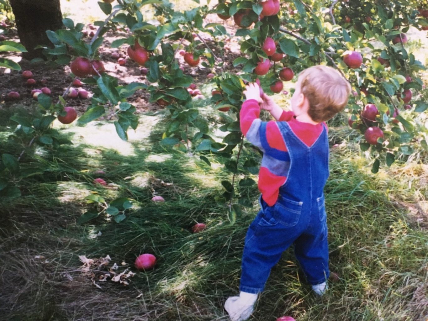 If you're looking for a wholesome, memorable, and affordable family outing,  pick-your-own apples at Lyman Orchards is well worth the trip and a whole  lot more!