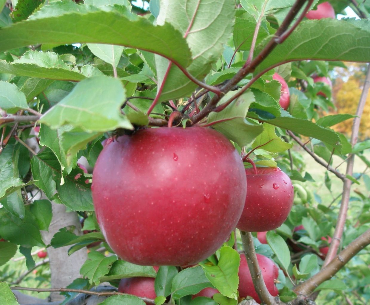 LinnThriftway : APPLES RED EASTERN BAGGED