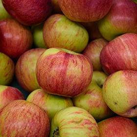 Cortland Apples  Local Apple Variety From New York, United States