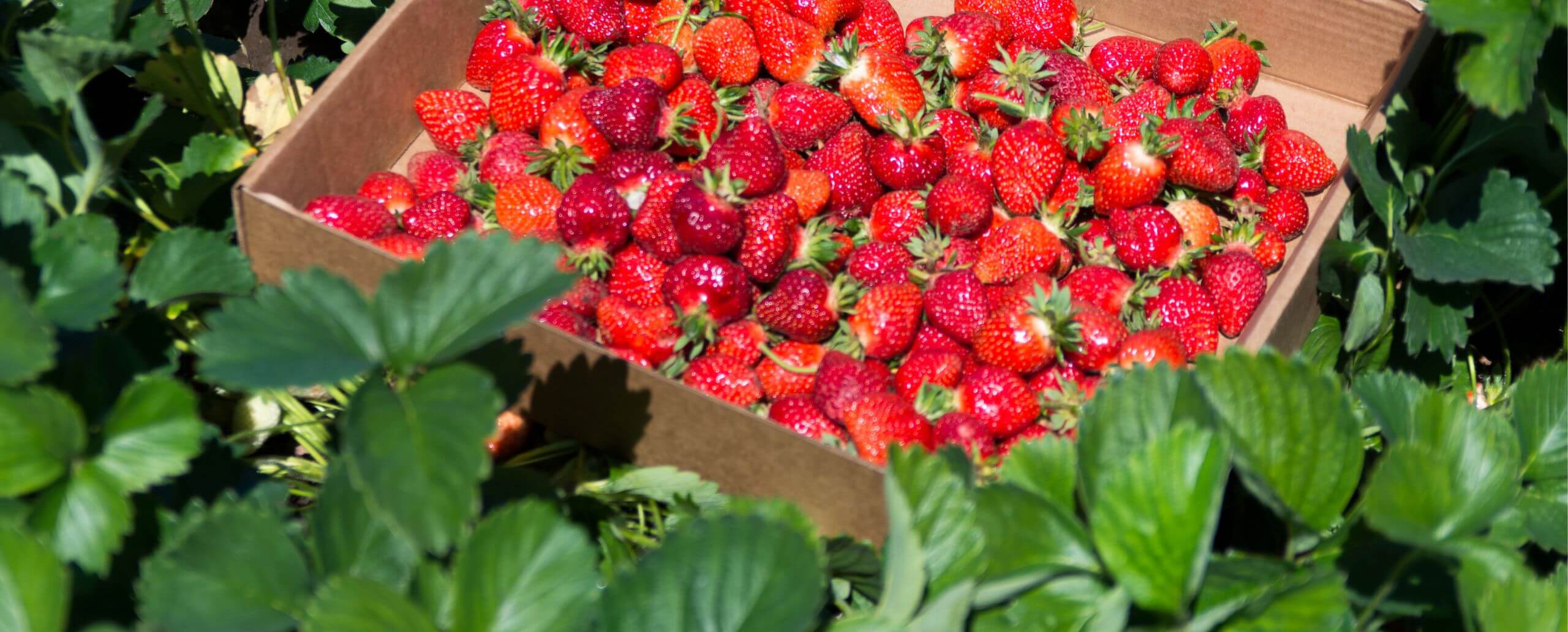 Strawberry Picking CT Local Pick Your Own Strawberries Lyman Orchards
