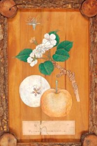 japanese-asian-pear-art