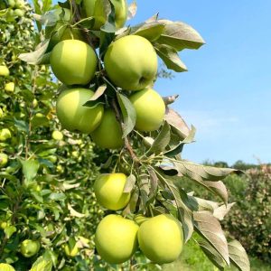 If you're looking for a wholesome, memorable, and affordable family outing,  pick-your-own apples at Lyman Orchards is well worth the trip and a whole  lot more!