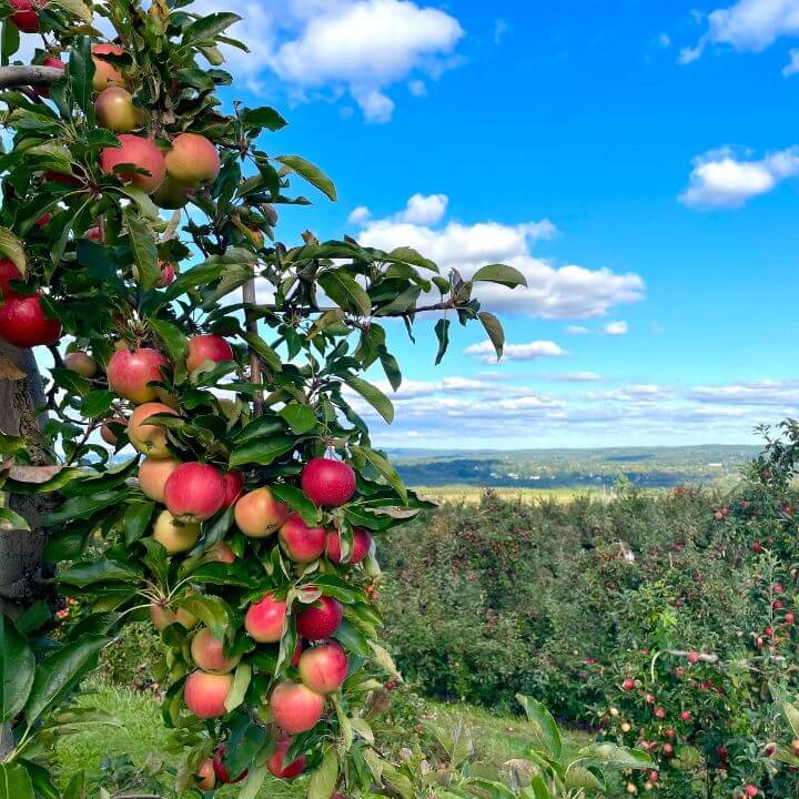 Pick Your Own An Affordable Family Day Trip Lyman Orchards